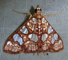 Glyphodes canthusalis