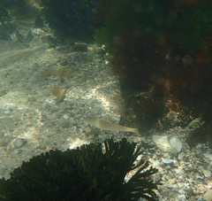 Sillaginodes punctatus