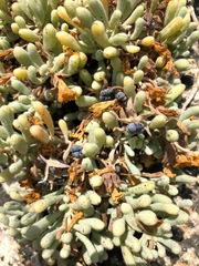 Nolana crassulifolia