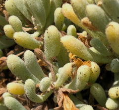 Nolana crassulifolia