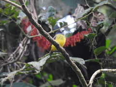 Myiotriccus ornatus
