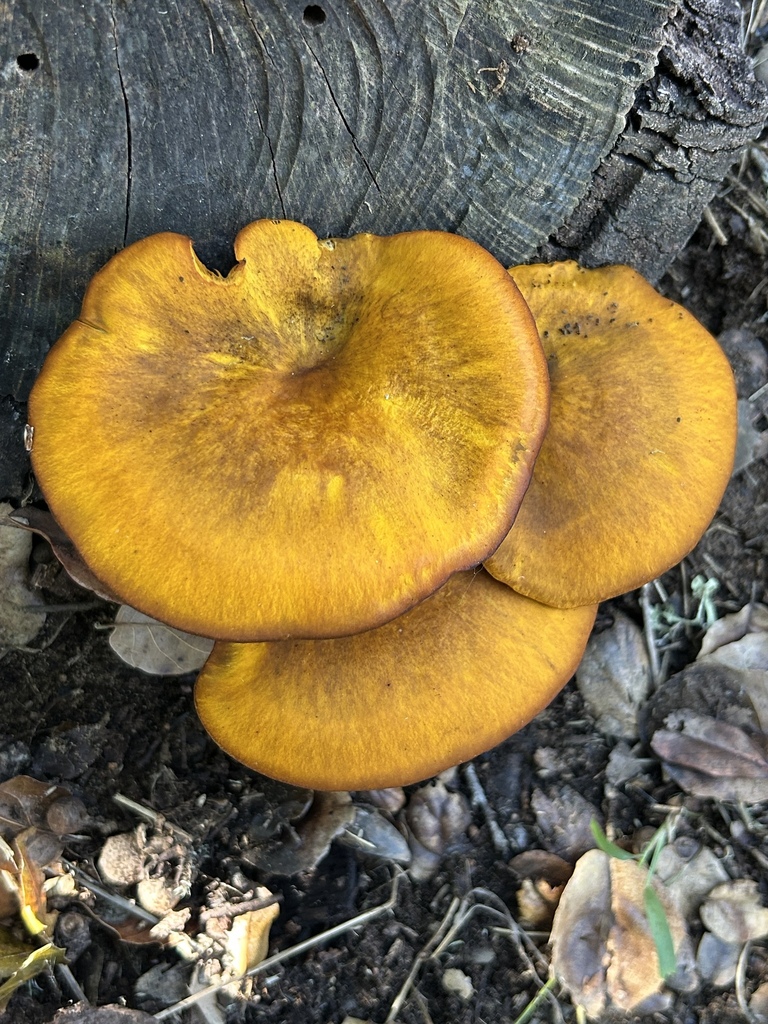 Omphalotus olivascens · November 2025 · photo: © aheyman1 (iNaturalist, cc-by-nc)