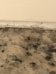 Lycosidae