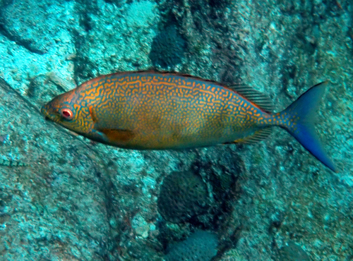 Forktail rabbitfish (Siganus argenteus) — Siganidae — 2