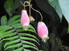 Kohleria affinis