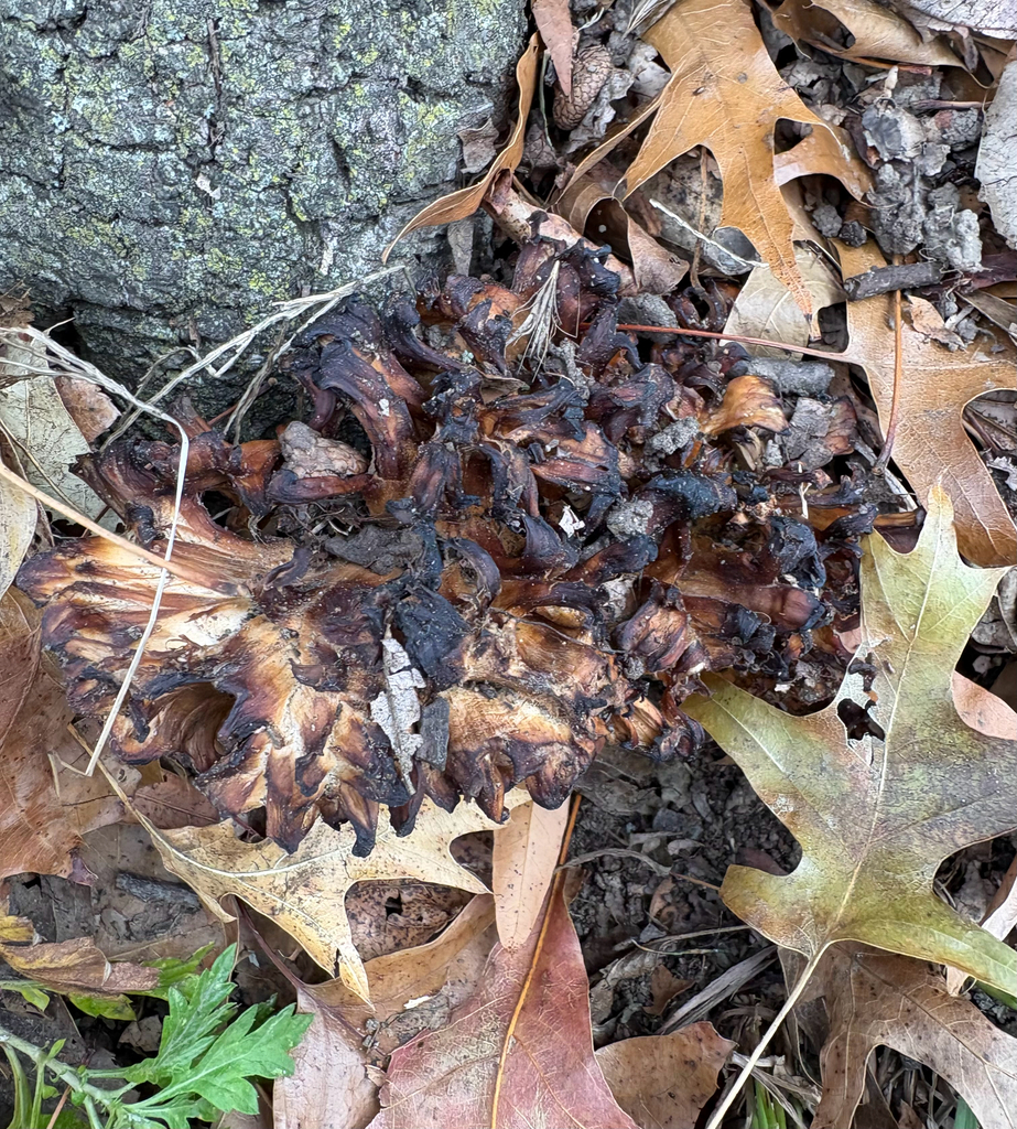 Grifola frondosa · November 2025 · photo: © eml23 (iNaturalist, cc-by)