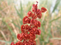 Rumiceae