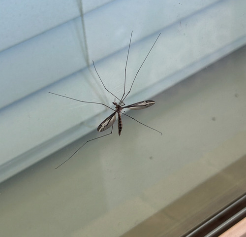 Unknown species found near Montgomery County, TX, USA