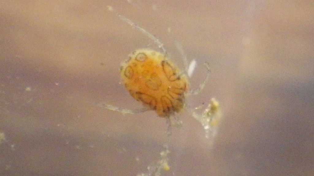 Rhynchohydracaridae
