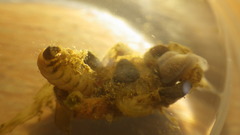 Glossosoma