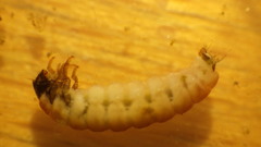 Glossosoma
