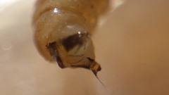 Glossosoma