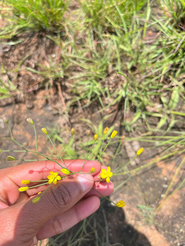 Lance Woolseed (Eriospermum abyssinicum)