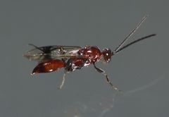 Fustiserphus longiceps