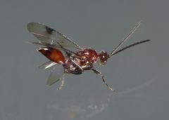 Fustiserphus longiceps