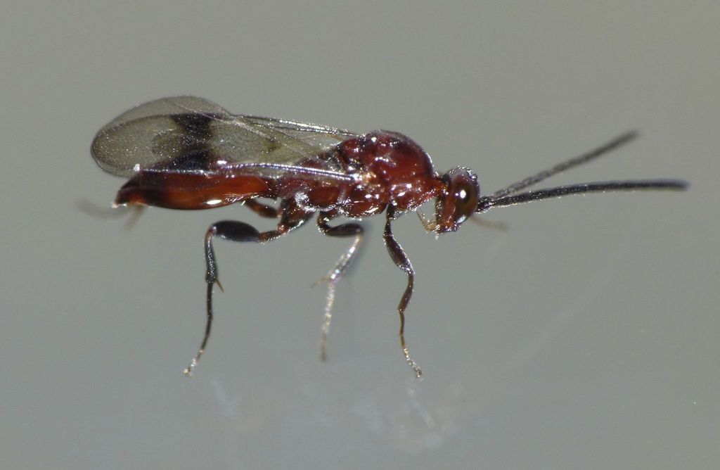 Fustiserphus