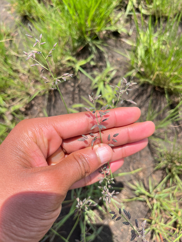 Narrow Heart Love Grass (Eragrostis racemosa)