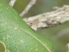 Calycopis lerbela