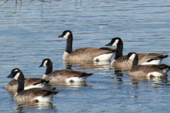 Branta canadensis