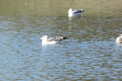 Larus occidentalis