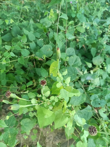 Porophyllum punctatum, photograph 6
