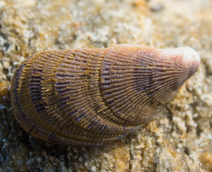 Septifer bilocularis