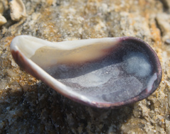 Septifer bilocularis
