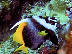 Heniochus singularius