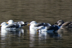 Larus occidentalis