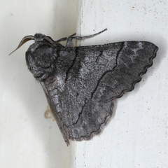 Hypobapta diffundens