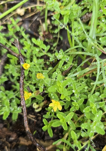 Hypericum mutilum, 2025-11-23