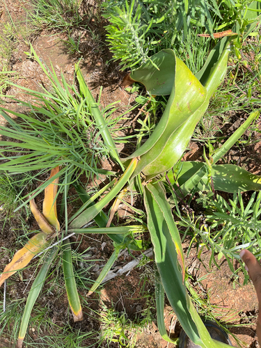Crinum graminicola, photograph 2