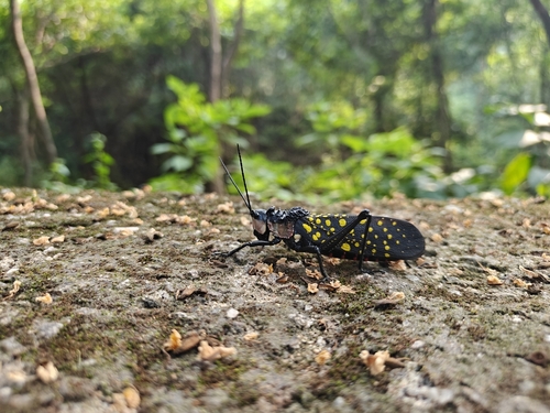 Spotted Locust