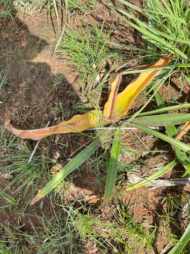 Grass Swamplily (Crinum graminicola)