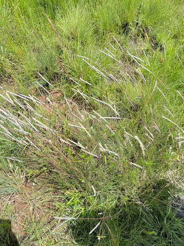 Wire Grass (Elionurus muticus)