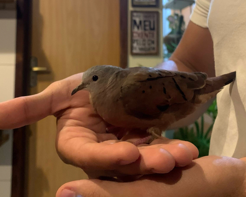 Ruddy Ground Dove