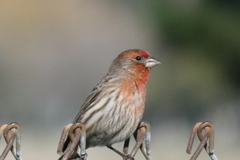 Haemorhous mexicanus