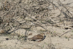 Passerculus sandwichensis