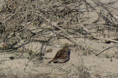 Passerculus sandwichensis