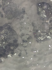 Platycephalidae