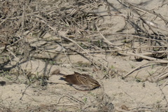 Passerculus sandwichensis