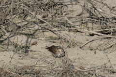 Passerculus sandwichensis