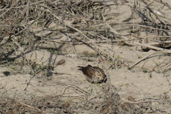 Passerculus sandwichensis