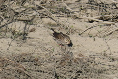 Passerculus sandwichensis