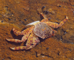 Grapsus albolineatus