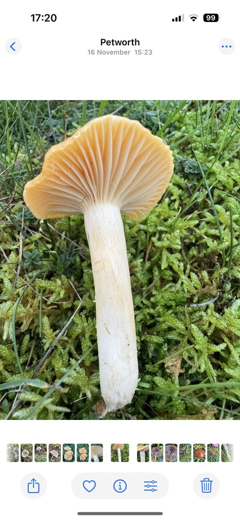 Cuphophyllus pratensis · November 2025 · photo: © lizfrost47 (iNaturalist, cc-by)