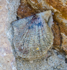 Pteriidae
