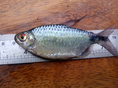 Long-fin Tetra