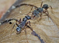 Ectatomminae