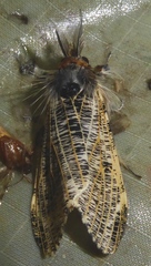 Locharna limbata